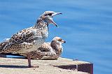 Large Mouth Gull_25719.21